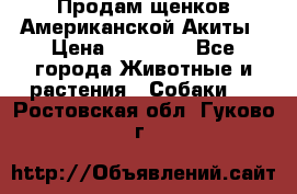 Продам щенков Американской Акиты › Цена ­ 25 000 - Все города Животные и растения » Собаки   . Ростовская обл.,Гуково г.